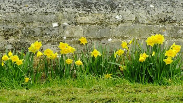 muchelney daffodils AJM